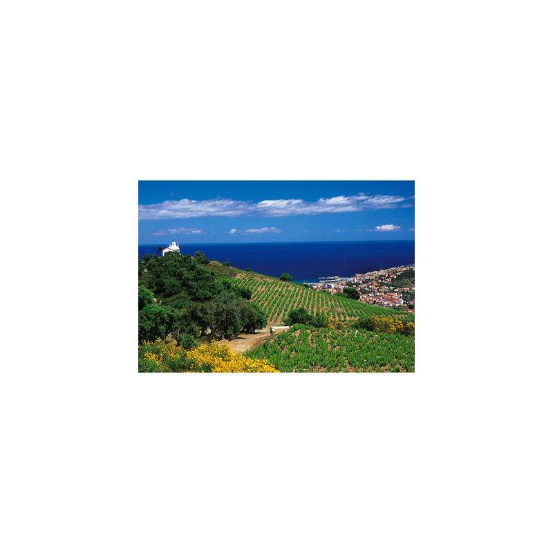 vignoble de banyuls