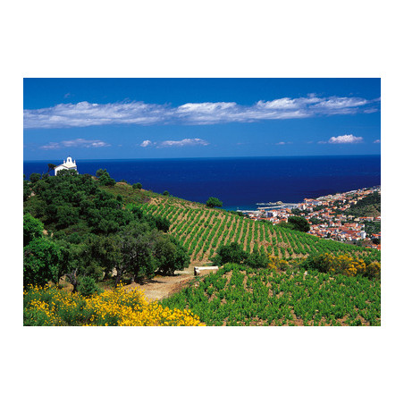 vignoble de banyuls